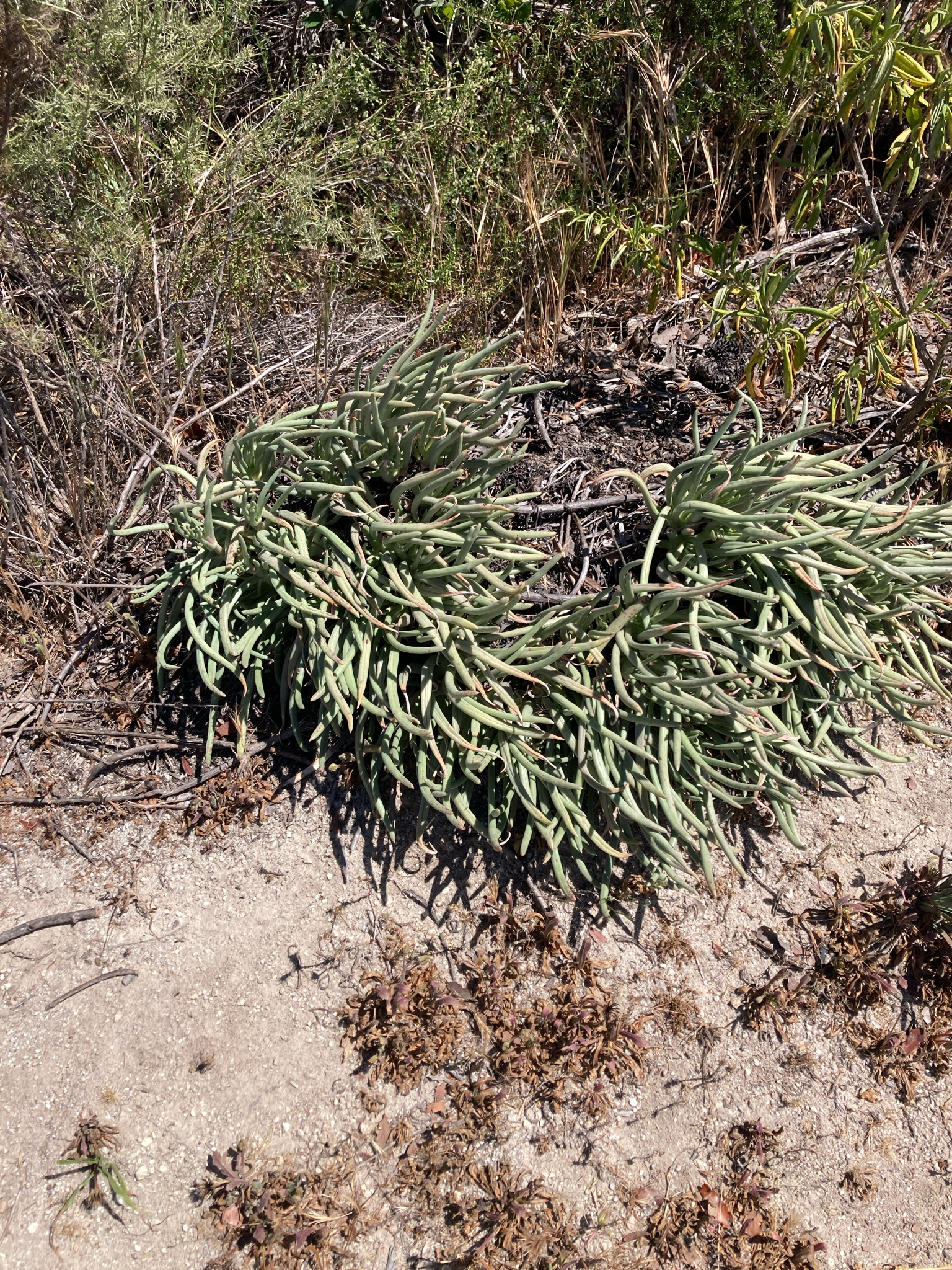 Fingertips (Dudleya edulis)