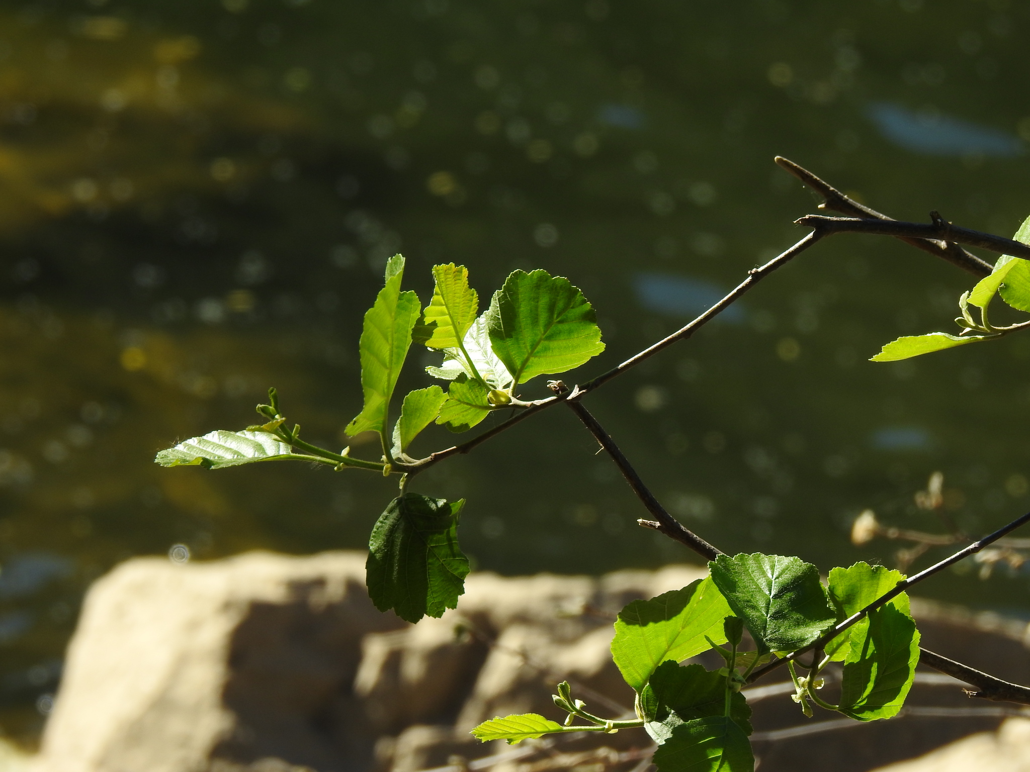 Iberian Alder (Alnus lusitanica)
