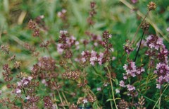 Thymus praecox britannicus