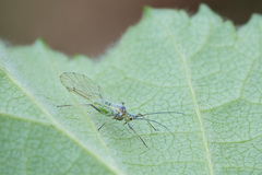 Euceraphis punctipennis