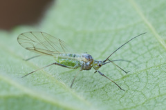 Euceraphis punctipennis
