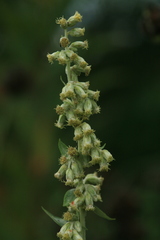 Artemisia koidzumii
