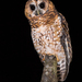 Rufous-banded Owl - Photo (c) David Monroy R, some rights reserved (CC BY-NC), uploaded by David Monroy R