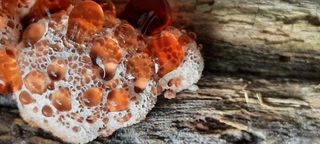 Abortiporus biennis · April 2026 · photo: © noeliamedina89 (iNaturalist, cc0)