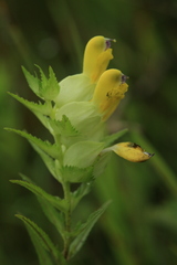 Rhinanthus apterus