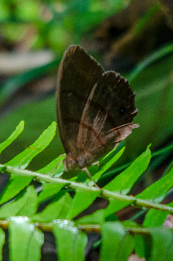 Wide-bordered Satyr