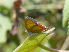 Heliophorus