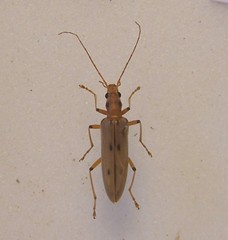 Parisopalpus nigronotatus