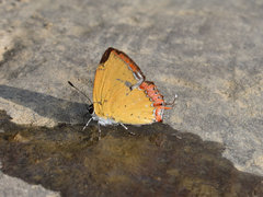 Heliophorus