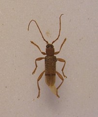 Xuthodes punctipennis