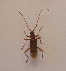 Xuthodes punctipennis