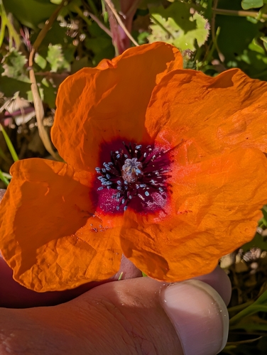 Italian Poppy (Roemeria apula)