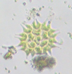 Hydrodictyaceae