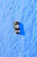 Micrapatetis orthozona