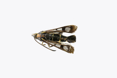 Synanthedon tipuliformis