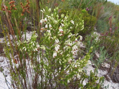 Erica penicilliformis