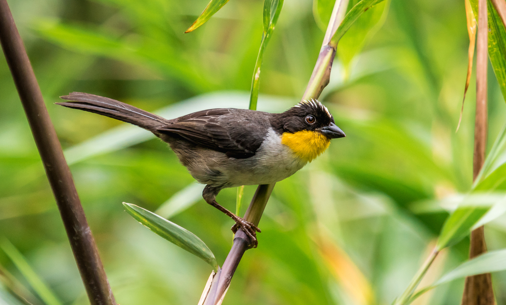 White-naped Brushfinch photo