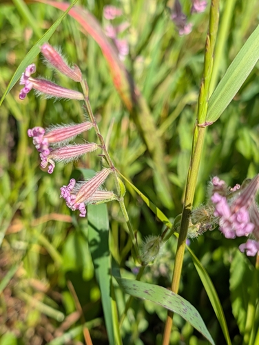 Daisy-leaved Catchfly (Silene bellidifolia)