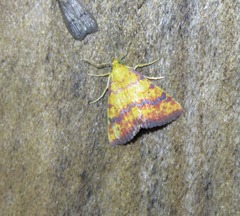 Raparna crocophara