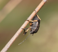 Platycoris