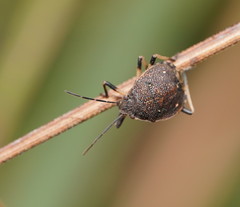 Platycoris
