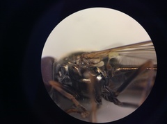 Melanostoma orientale