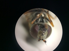 Melanostoma orientale