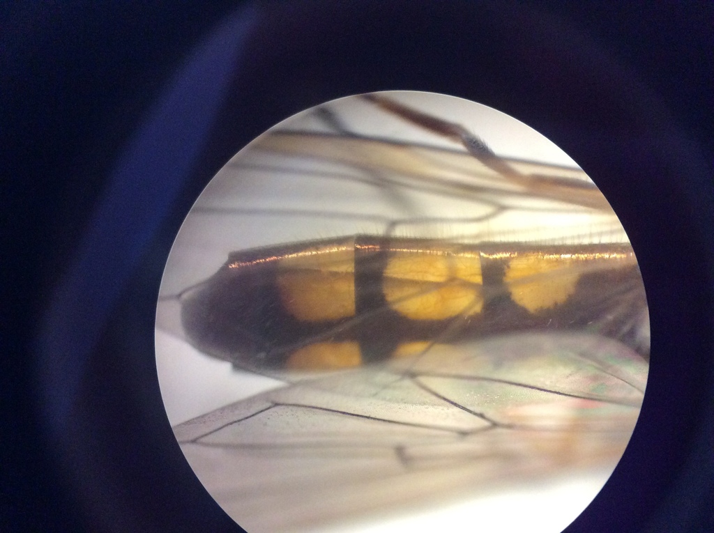Melanostoma orientale