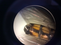 Melanostoma orientale