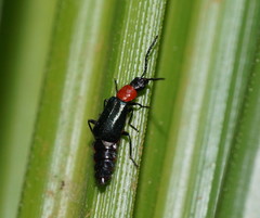Carphurus cyanopterus