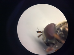 Melanostoma orientale