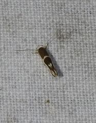 Stathmopoda megathyma