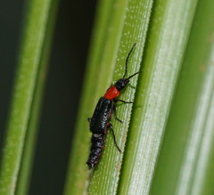Carphurus cyanopterus