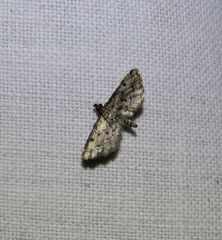 Sufetula hemiophthalma