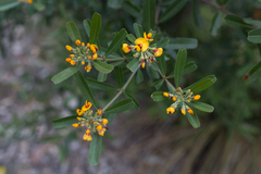 Gastrolobium bilobum