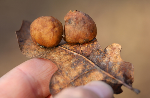 Obuoliškoji gumbavapsvė nuotrauka