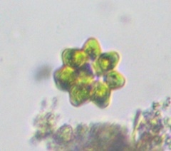 Coelastrum