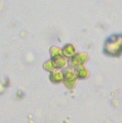 Coelastrum