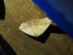 Xanthanomis fuscifrons