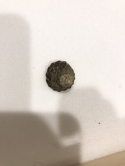 Bembicium
