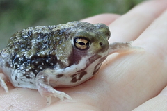 Breviceps adspersus
