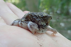 Breviceps adspersus