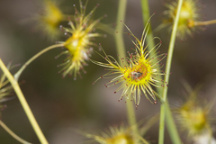 Drosera gigantea