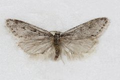Semioscopis avellanella