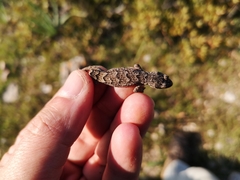 Mediodactylus orientalis