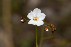 Drosera gigantea