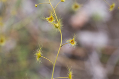 Drosera gigantea
