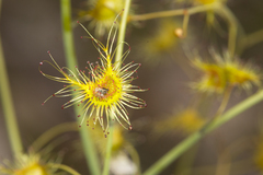 Drosera gigantea