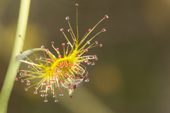 Drosera gigantea