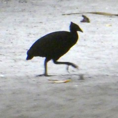 Megapodius freycinet